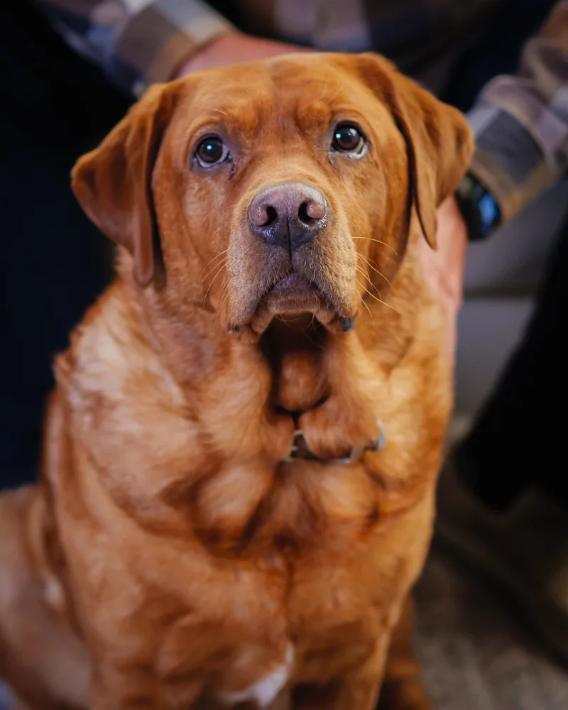 Murray, certified therapy dog at Renewed Stories Counseling in Spokane, WA